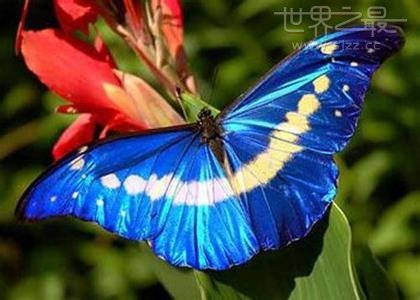 世界上最贵的蝴蝶