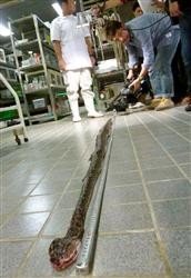 世界最长眼镜蛇