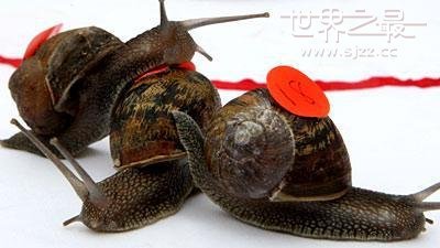 世界上最快的蜗牛