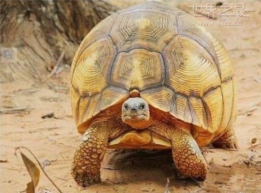 世界上最贵的龟