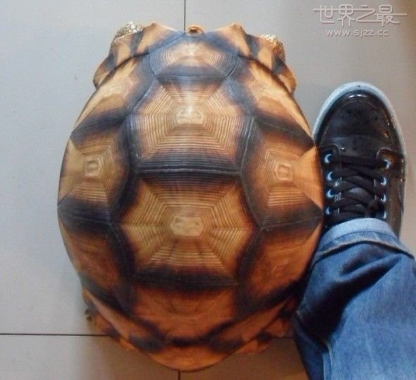 世界上最贵的龟