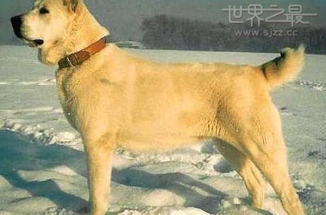 中亚牧羊犬
