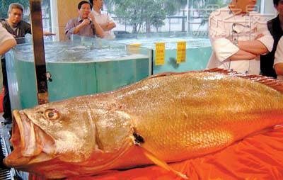世界上最贵的鱼