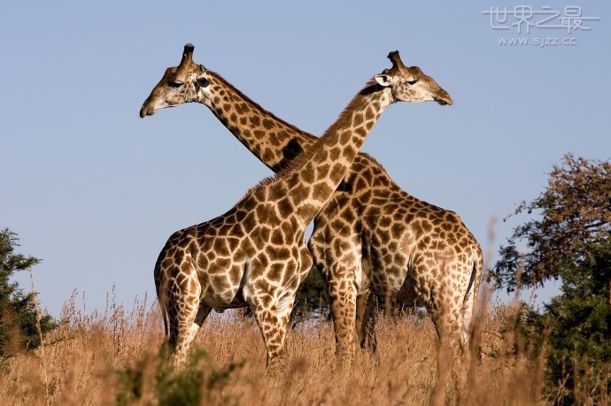 世界上最高的动物 长颈鹿