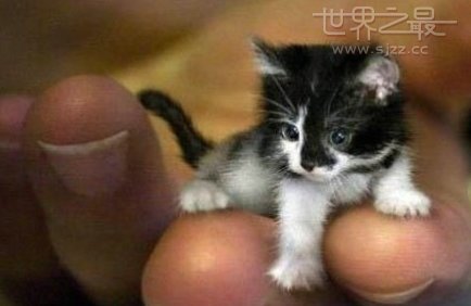世界上最小的猫