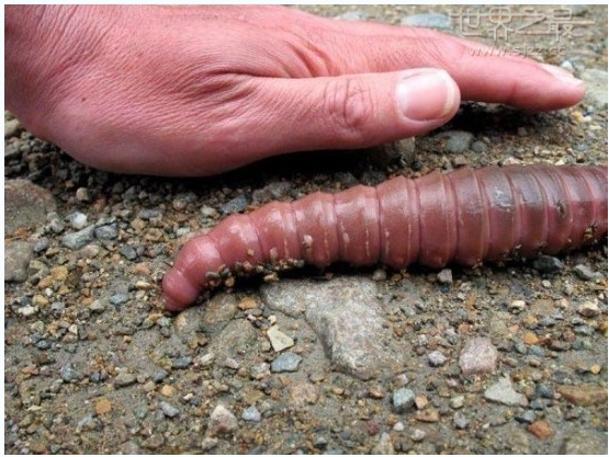 世界上最长的蚯蚓