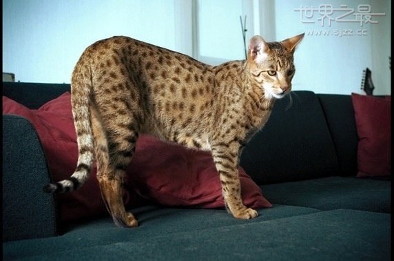 世界上最贵的猫