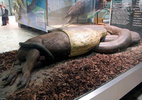 世界上最大的蟒蛇