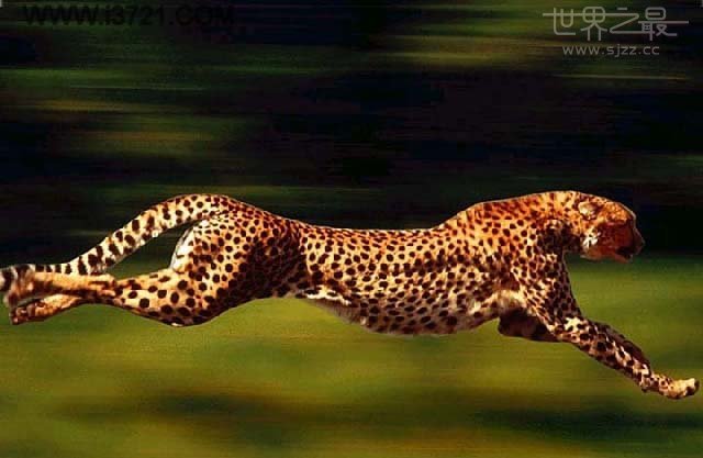 世界上跑的最快的动物