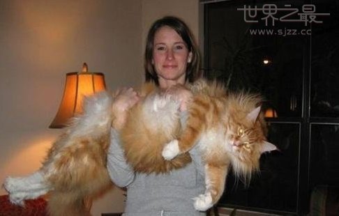 最大的猫 世界上最大的猫
