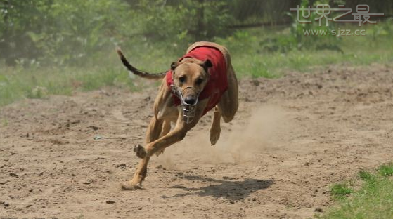 世界上跑的最快的狗