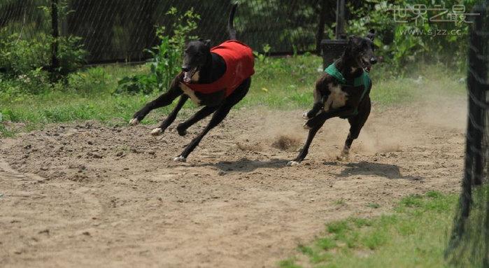 世界上跑的最快的狗
