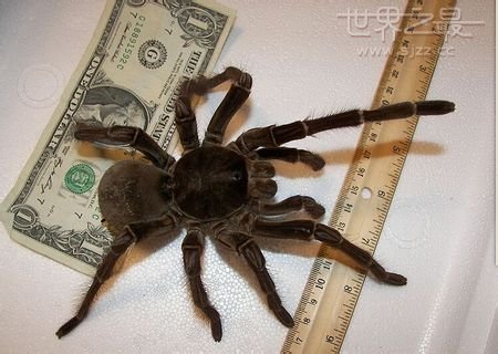 最大的蜘蛛 世界上最大的蜘蛛