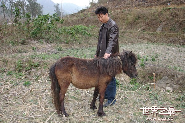 世界上最矮的马