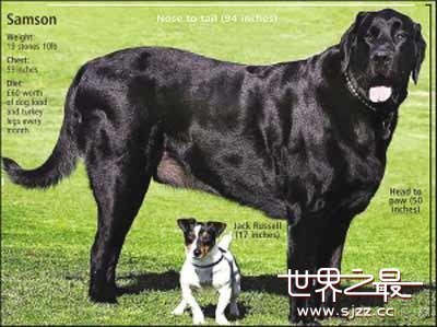 世界上最大的狗一百三十公斤