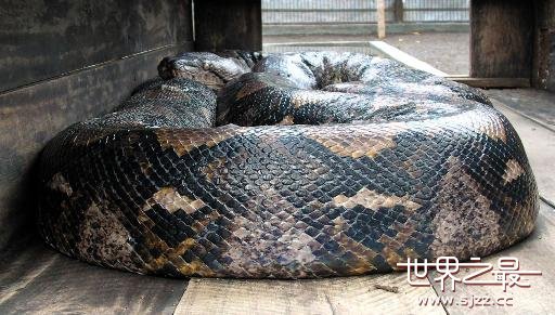 世界上最大的蛇，全世界最大的蛇