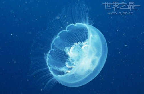 按面积算 北极霞水母是世界上最大的动物