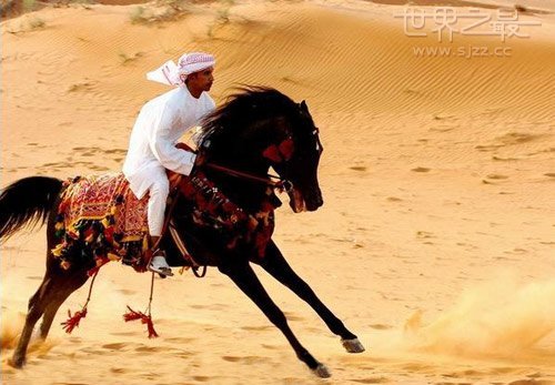 世界上跑得最快的马