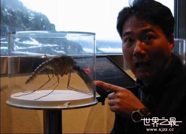 世界上最大的蚊子 世界最大的蚊子有多大