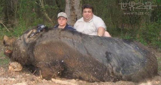 世界上最重的猪