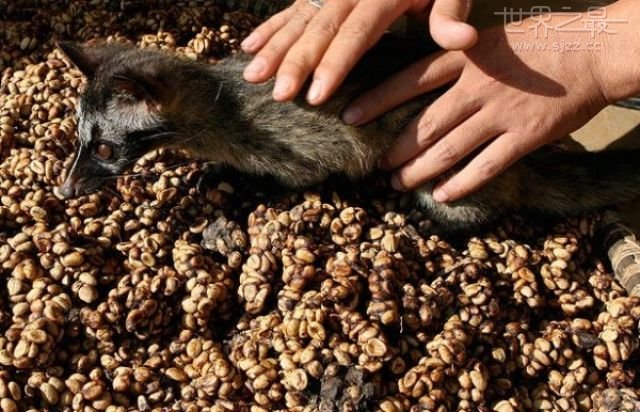 世界上最贵的咖啡豆