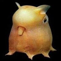 丑八怪：被造物主遗弃的深海生物