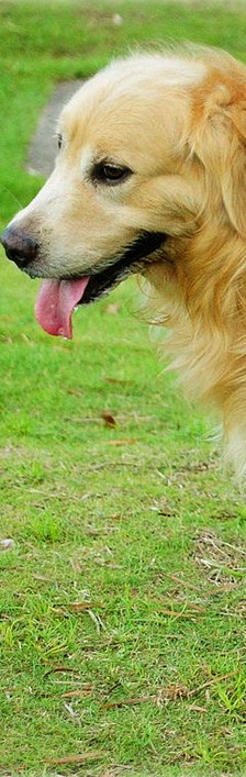 金毛狗狗QQ皮肤，这是一条最会演戏的金毛
