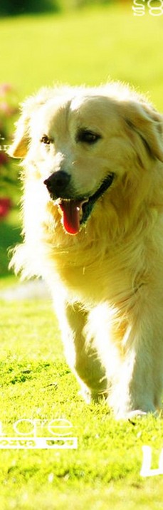 金毛狗狗QQ皮肤，这是一条最会演戏的金毛