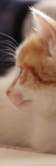 宠物猫QQ皮肤图片，仅以此照记录我家两个二货的成长史