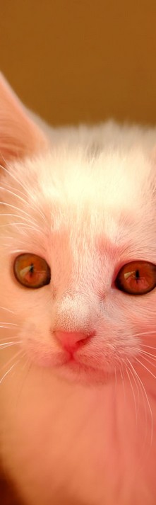 宠物猫QQ皮肤图片，仅以此照记录我家两个二货的成长史