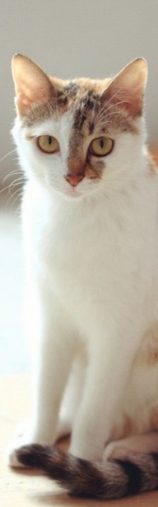 宠物猫QQ皮肤图片 家养的可爱宠物猫咪