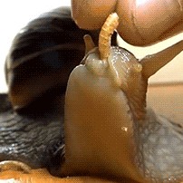 终于知道蜗牛的嘴在哪里了涨姿势