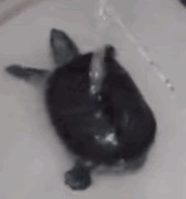 小乌龟洗澡澡，感觉好嗨好友节奏感啊！