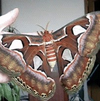 据说这是世界上最大的蝴蝶大鸟翼蝶