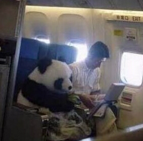 一同事到昆明的惊现飞机上有大熊猫看书！
