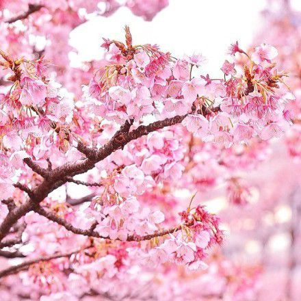 樱花图片，唯美的日本樱花图片大全
