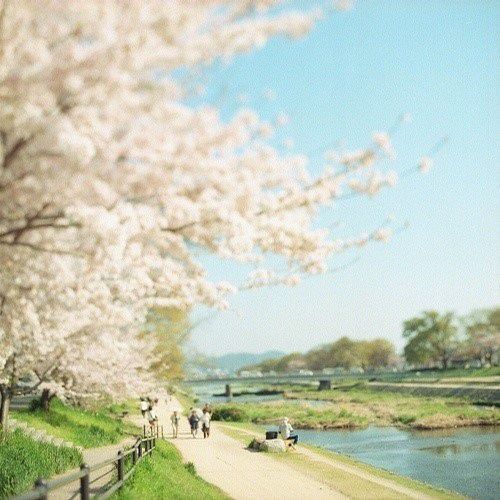 樱花图片，唯美的日本樱花图片大全