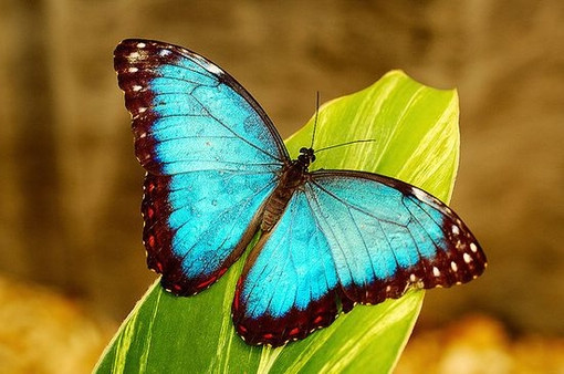 非主流唯美好看的蝴蝶图片大全