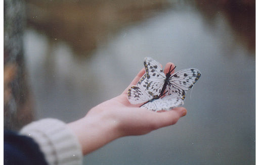 非主流唯美好看的蝴蝶图片大全
