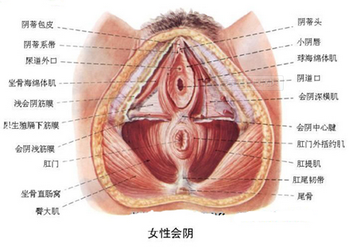 女性SZQ各种图片_M.XIEEBANG.COM