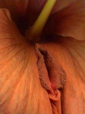 长得像女性阴部的植物趣图