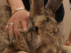 世界上最长的兔子