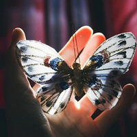 那些与蝴蝶有关的唯美头像 蝴蝶控最爱