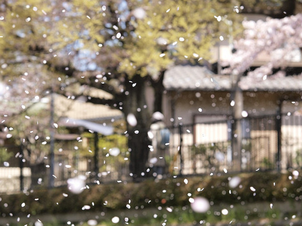 唯美的日本风景图片